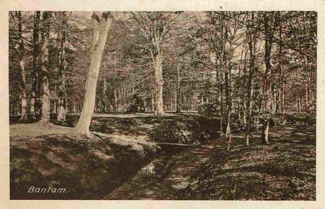 Spanderswoud Bantam…